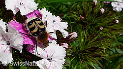 Hausmutter auf Blüte