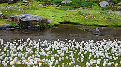F050878: Moorlandschaft mit Moos, Wasser und Wollgras