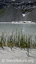 Foto: Gräser an sandigem Ufer