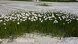Foto: Wollgrasgürtel auf Sandbank