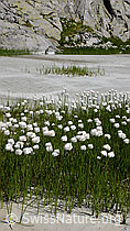 F051132: Wollgras auf Sand