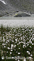 F051135: Wollgras, Sand, Wasser, Fels