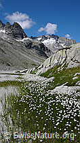 Foto: Wollgras und Brandlammhorn