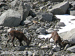 Photo: Steinbock und Steingeiss auf Nahrungssuche