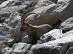 F051395: Steinbock zwischen Felsblöcken