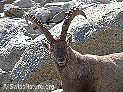 F051398: Steinbock mit mächtigen Hörnern