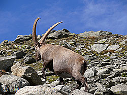 F051404: Alpensteinbock unterwegs