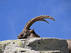 F051408: Steinbock