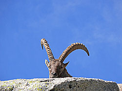 F051410: Alpensteinbock