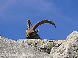 F051411: Steinbock