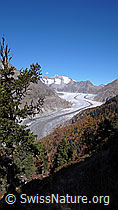 F051947: Arve und Aletschwald