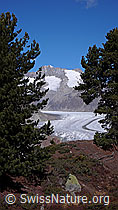 F051956: Arven und Aletschgletscher