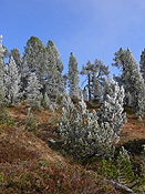 F052561: Raureif im Föhrenwald