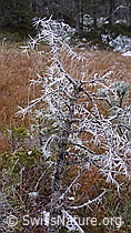 F052625: Tannenbaum mit Nadeln aus Eiskristallen