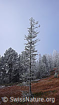 F052641: Tanne auf Waldlichtung