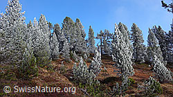 F052679: Märchenlandschaft im Föhrenwald