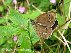 Brauner Waldvogel (Aphantopus hyperantus) (F053575)