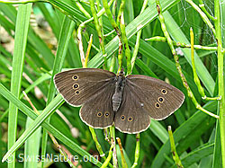 Brauner Waldvogel (F053616)
