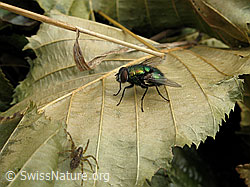 Goldfliege und Spinne (F053626)