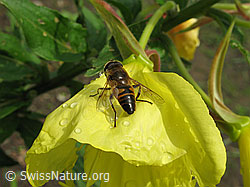 Mistbiene (Eristalis tenax)