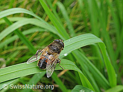 Eristalis tenax (F053635)