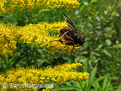 Mistbiene (Eristalis tenax) auf Kanadischer Goldrute (Solidago canadensis)