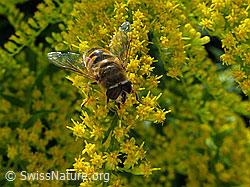 Mistbiene (Eristalis tenax) auf Kanadischer Goldrute (Solidago canadensis)