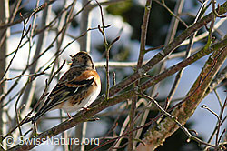 Bergfink (Fringilla montifringilla) (F053724)