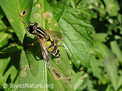 Grosse Sumpfschwebfliege (Helophilus trivittatus) (F053744) Grosse Sumpfschwebfliege (Helophilus trivittatus) (F053744)
