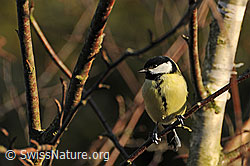 Kohlmeise (Parus major) im Streiflicht (F053746) Kohlmeise (Parus major) im Streiflicht (F053746)