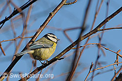 Blaumeise (Cyanistes caeruleus) (F053748) Blaumeise (Cyanistes caeruleus) (F053748)