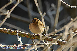 Buchfink (Fringilla coelebs), Weibchen (F053757) Buchfink (Fringilla coelebs), Weibchen (F053757)