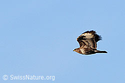 Photo: Mäusebussard im Flug