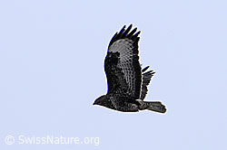 Photo: Mäusebussard