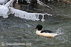 Foto: Schwimmende Reiherente und Eisgebilde (Eisbirne) am Ufer