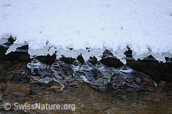 F054687: Schwimmende Eisgebilde (Eisbirnen)