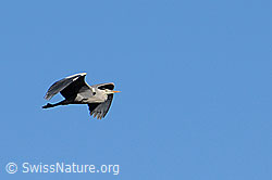 Photo: Fliegender Graureiher (Ardea cinerea)