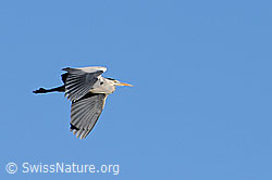 Photo: Graureiher (Ardea cinerea) im Vorbeiflug