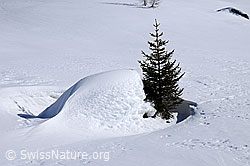 F056009: Junge Tanne im Schnee