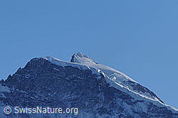 F056248: Portrait Jungfrau