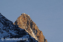 F056357: Schreckhorn im Abendlicht