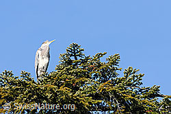 Photo: Reiher (Ardea cinerea) auf Tannenast sitzend