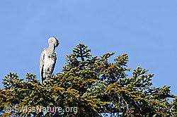 Photo: Graureiher (Ardea cinerea) putzt sein Gefieder