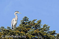 Photo: Fischreiher (Ardea cinerea) auf Tanne sitzend