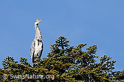 Photo: Fischreiher (Ardea cinerea) auf Tanne