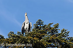 Photo: Graureiher (Ardea cinerea) auf Baumkrone