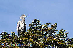 Photo: Graureiher (Ardea cinerea)