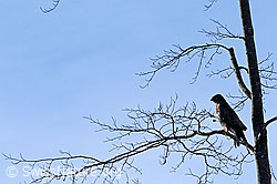 Photo: Raubvogel: Mäusebussard