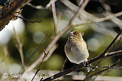 Foto: Buchfink