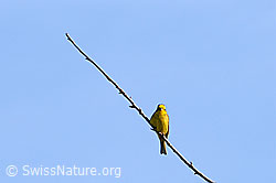 Photo: Singvogel auf Zweig sitzend